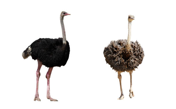 istock single ostrich isolated on white with clipping path 1388740852