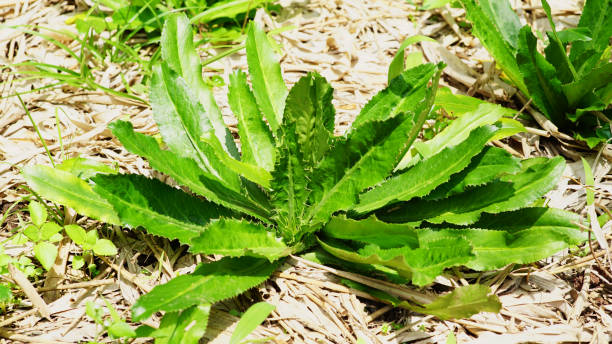 culantro - long coriander fotografías e imágenes de stock