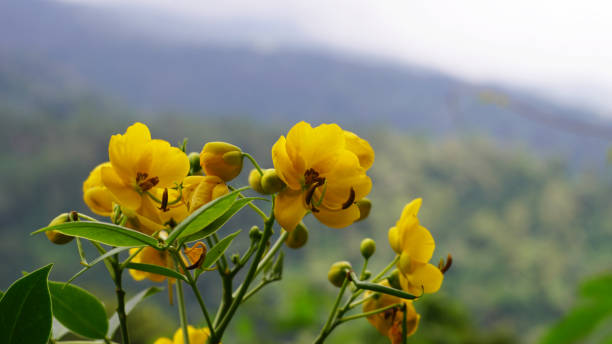 istock cassia fistula 1388741065