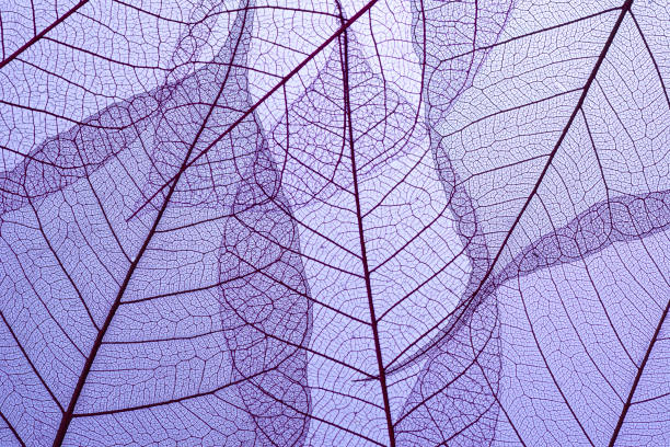 美しい葉脈の質感、スケルトン葉の抽象的な秋の背景紫色 - fossil leaves ストックフォトと画像
