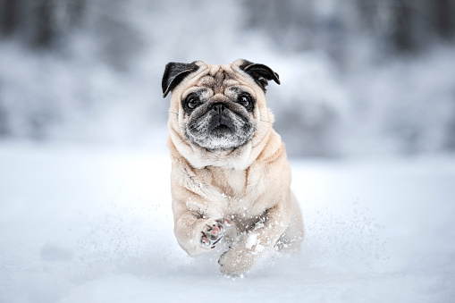 Nacho the pug running on a cold winter day. He loves snow.