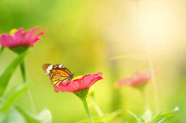 太陽のピンクの花びらの花の上の蝶 - butterfly monarch butterfly isolated flying ストックフォトと画像