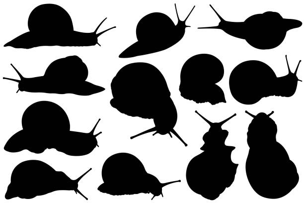 набор различных силуэтов улиток - vector animal snail slug stock illustrations