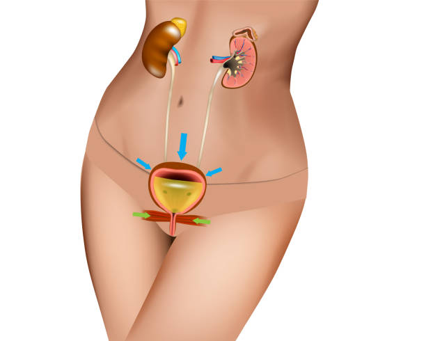 illustrazioni stock, clip art, cartoni animati e icone di tendenza di il sistema urinario umano, noto anche come sistema renale o tratto urinario. rene, pelvi renale, uretere, vescica urinaria, ghiandola surrenale. incontinenza urinaria - enuresis