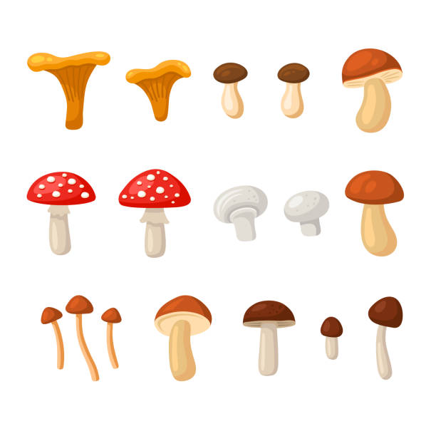 Mushrooms Set. Cartoon Style on White Background. Vector vector art illustration