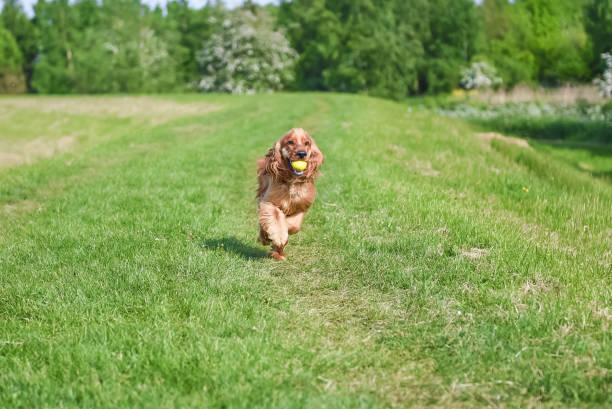 istock 1 Year old Cocker spaniel enjoying the british Summer Time 1388751054
