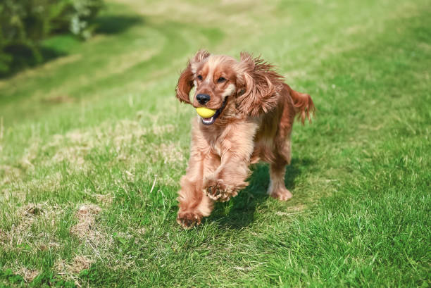 istock 1 Year old Cocker spaniel enjoying the british Summer Time 1388751060