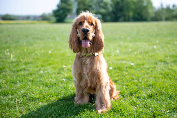 istock 1 Year old Cocker spaniel enjoying the british Summer Time 1388751102