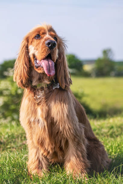 istock 1 Year old Cocker spaniel enjoying the british Summer Time 1388751162