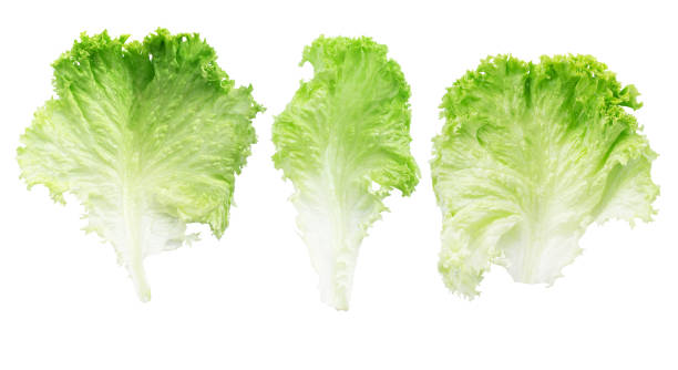 istock green lettuce leaves isolated on white background 1388751543