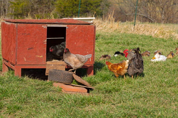 istock Free range chickens at a local farm 1388752189