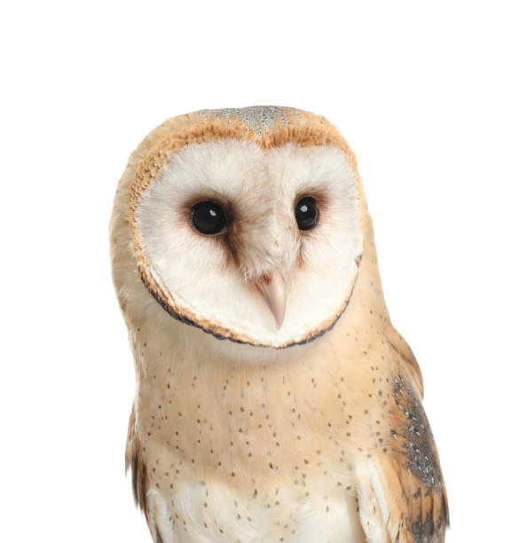 istock Beautiful common barn owl on white background 1388753347
