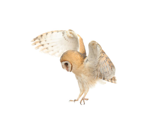 istock Beautiful common barn owl flying on white background 1388753875