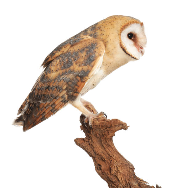 istock Beautiful common barn owl on twig against white background 1388753880