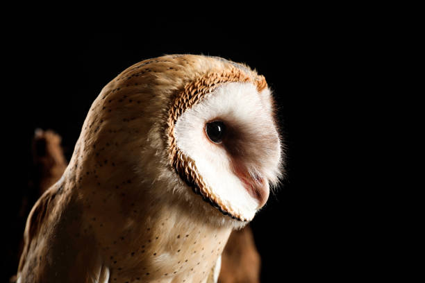 istock Beautiful common barn owl on black background, closeup 1388753881