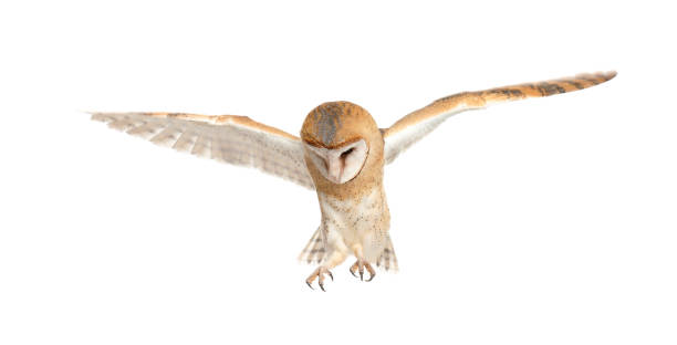 istock Beautiful common barn owl flying on white background 1388753883