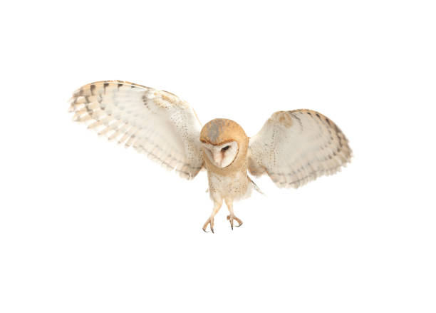 istock Beautiful common barn owl flying on white background 1388753885