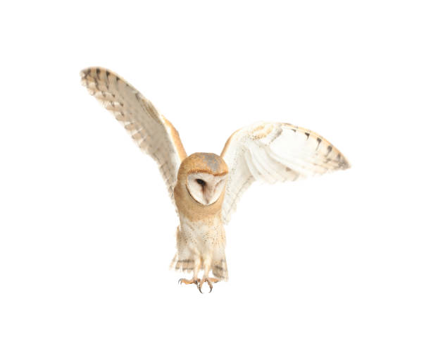istock Beautiful common barn owl flying on white background 1388753945