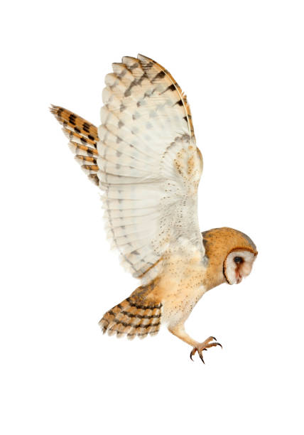 istock Beautiful common barn owl flying on white background 1388753955