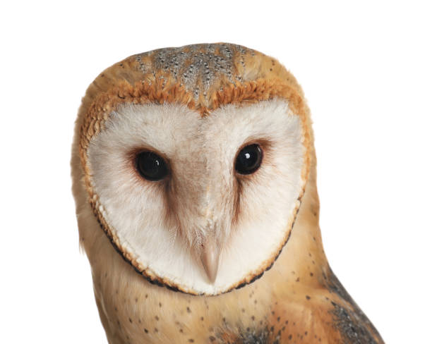 istock Beautiful common barn owl on white background, closeup 1388754044