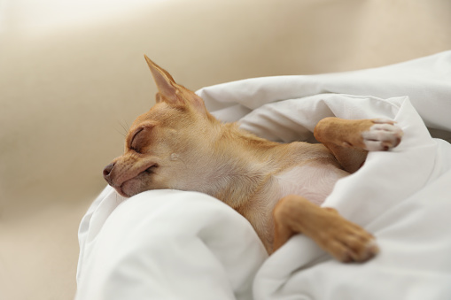 Cute Chihuahua dog sleeping under blanket at home