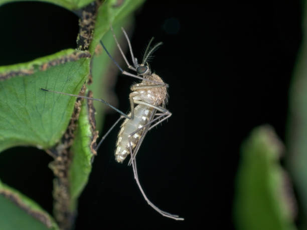 istock mosquito perched on the fern leaf 1388754179