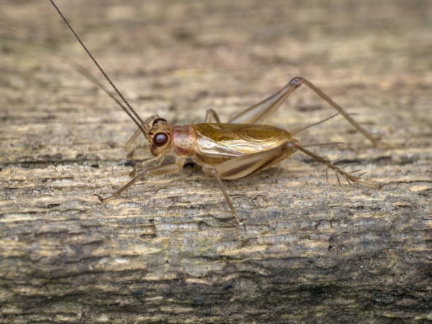 istock wild cricket with golden color 1388754216