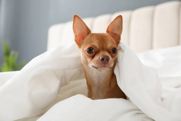 istock Cute Chihuahua dog under blanket at home 1388754365