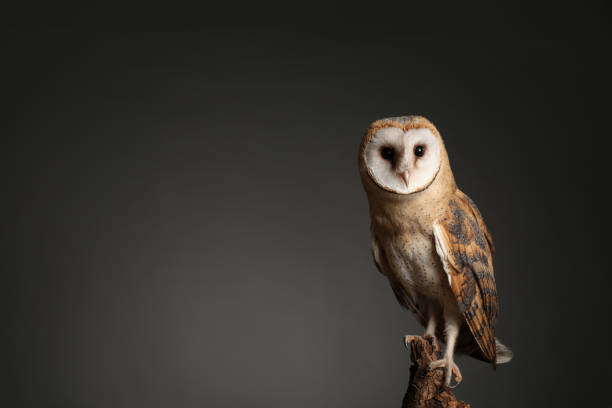 istock Beautiful common barn owl on tree against grey background. Space for text 1388754443