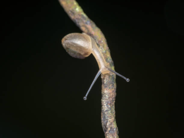 istock little snail crawling on the rusty wire 1388754515