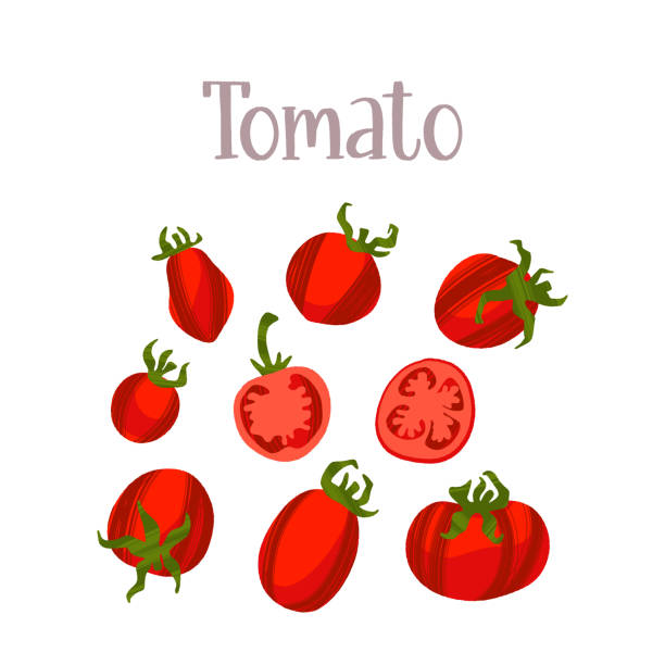 illustrazioni stock, clip art, cartoni animati e icone di tendenza di pomodori succosi e freschi di diverse varietà. prodotto alimentare sano. - cherry tomato