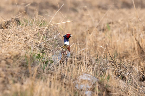 istock Common pheasant (Phasianus colchicus) in a colorful autumn 1388757042