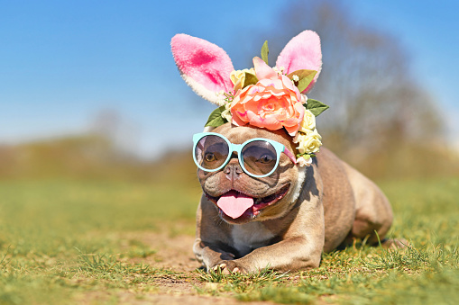 Easter bunny dog. Funny French Bulldog dog dressed up with rabbit ears headband with flowers and sunglasses