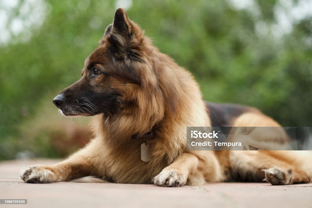 A Belgian Shepard dog sits in a garden. A beutiful Belgian shepard dog is looking to the side. Belgian Malinois Stock Photo