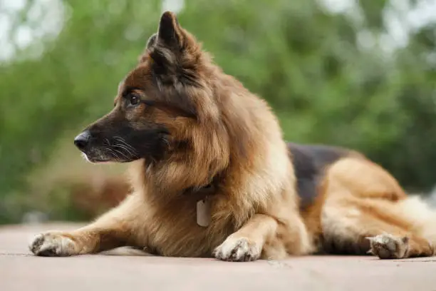 A beutiful Belgian shepard dog is looking to the side.