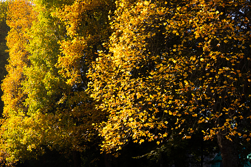 Tennessee offers many stunning views during the seasons change.  As the seasons change from Summer to Fall, the leaves transform into a stunning display of Fall colors.