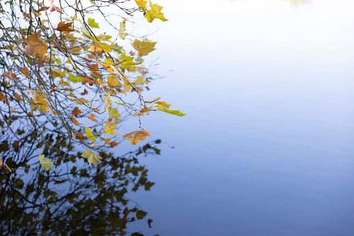 Leaf autumn color red and yellow over a lake water