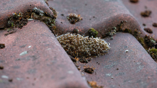 istock Moss growing on roof tiles 1388761957
