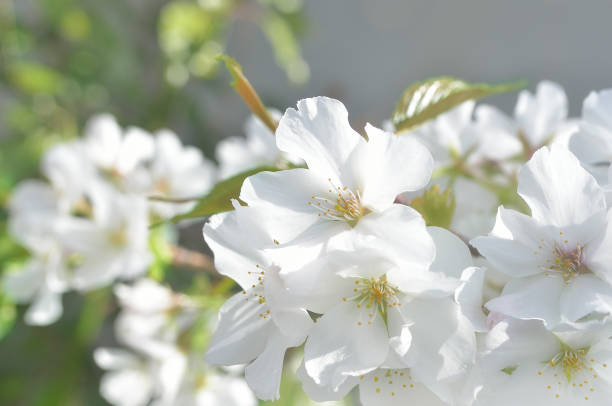 istock Close Up of Cherry Blossoms 1388762413