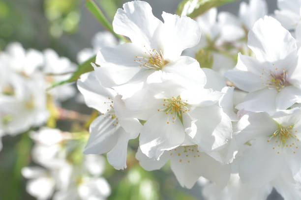 istock Close Up of Cherry Blossoms 1388762415