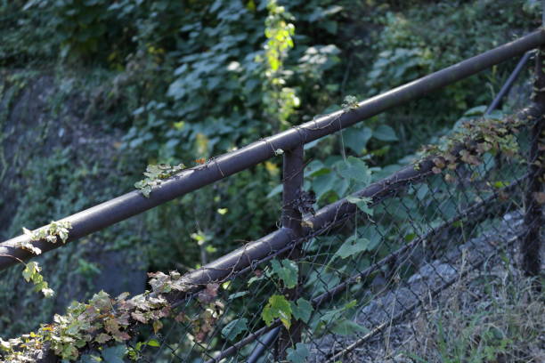 Vines Chain Link Fence Pictures | Download Free Images on Unsplash