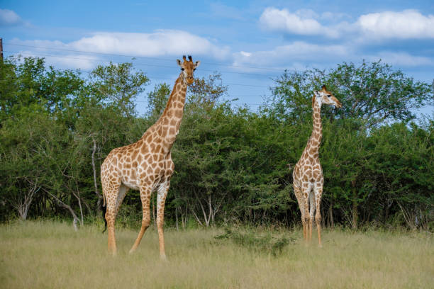 南アフリカのクルーガー国立公園の茂みに青い空を持つ南アフリカのキリン - giraffe south africa zoo animal ストックフォトと画像