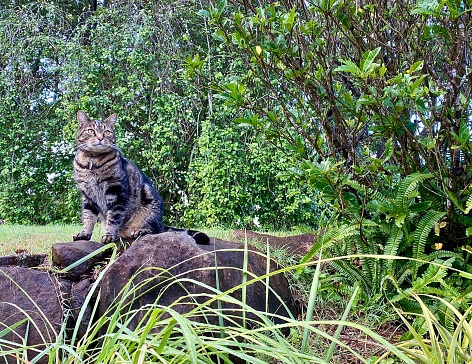 Horizontal garden landscape of tabby cat sitting on rocks surrounded by landscaped tree lined lush tropical garden