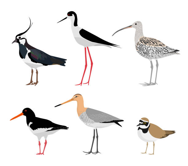 satz von watvögeln isoliert auf weißem hintergrund. vektorillustration - charadrius stock-grafiken, -clipart, -cartoons und -symbole