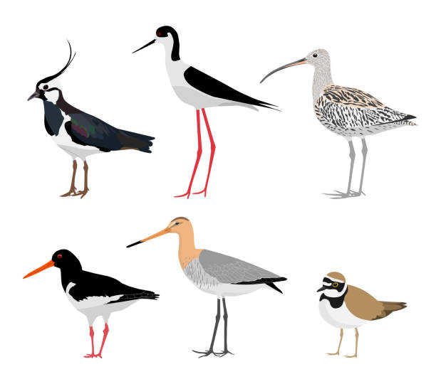 ilustraciones, imágenes clip art, dibujos animados e iconos de stock de conjunto de aves zancudas aisladas sobre fondo blanco. ilustración vectorial - lapwing