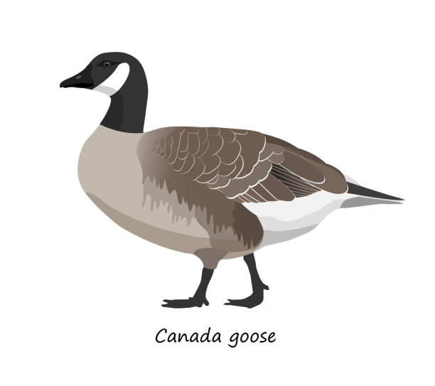 Cartoon Of A Canada Goose Illustrations, Royalty-Free Vector Graphics &  Clip Art - iStock