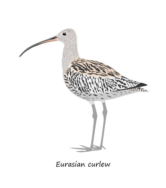 Eurasian curlew isolated on white background. Vector illustration Eurasian curlew isolated on white background. Vector illustration sandpiper stock illustrations