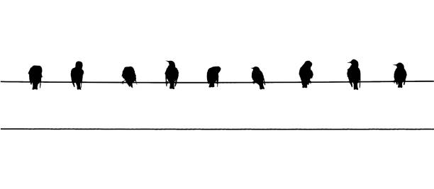 istock Common starlings on the power line. Vector silhouette a flock of birds 1388770759