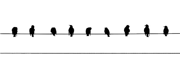 Common starlings on the power line. Vector silhouette a flock of birds