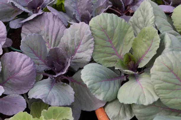 Cabbage, comprising several cultivars of Brassica oleracea, is a leafy green, red (purple), or white (pale green) biennial plant grown as an annual vegetable crop for its dense-leaved heads.